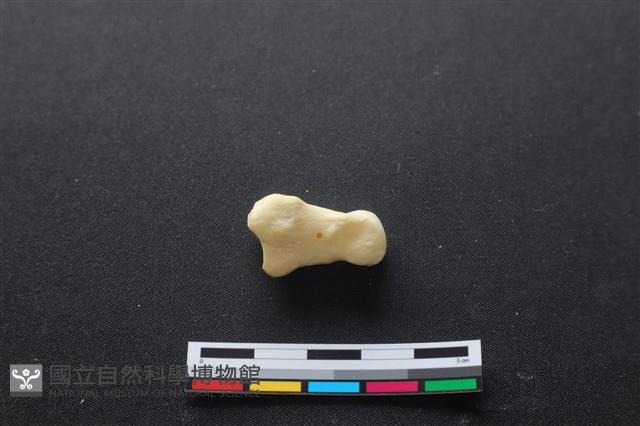 豬骨藏品圖，第1張