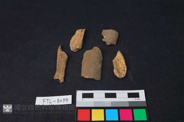 獸骨藏品圖，第1張