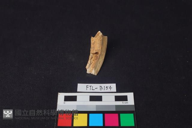 豬骨藏品圖，第1張