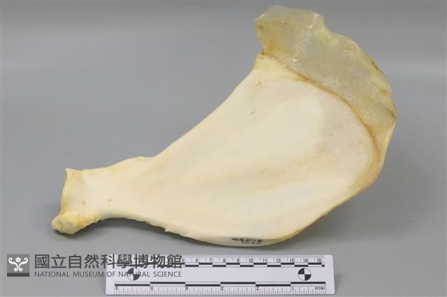豬骨藏品圖，第1張