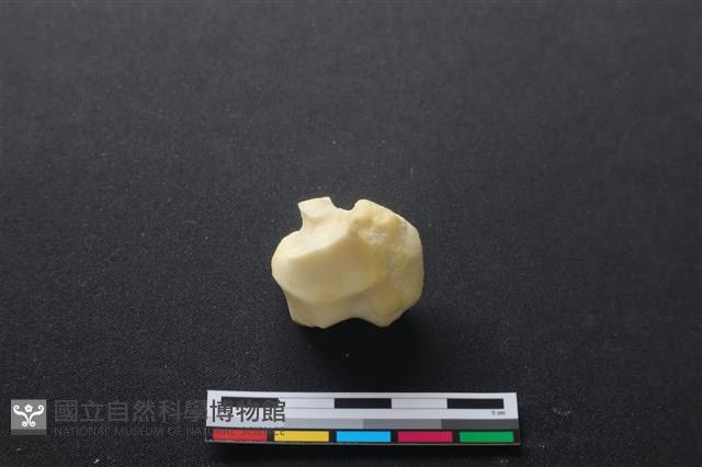 豬骨藏品圖，第1張