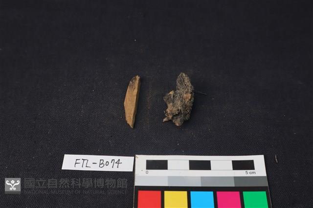 獸骨藏品圖，第1張