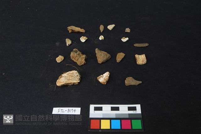 獸骨藏品圖，第1張