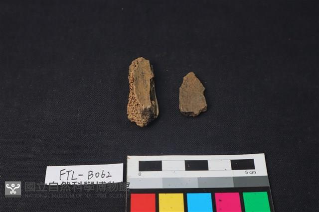 獸骨藏品圖，第1張