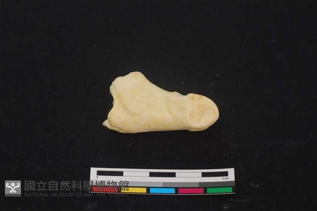 豬骨藏品圖，第1張