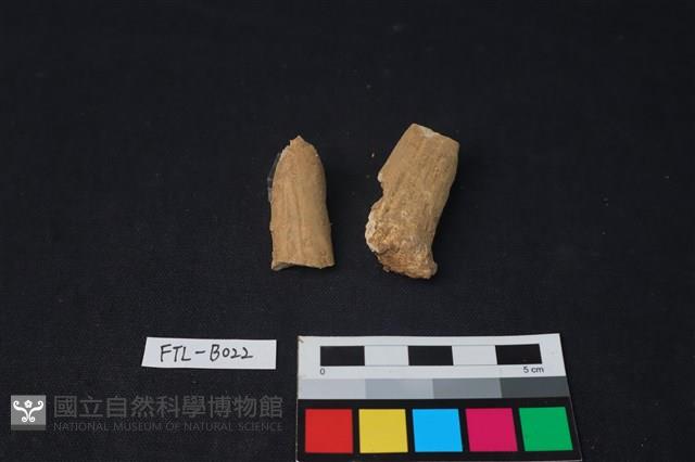 獸骨藏品圖，第1張