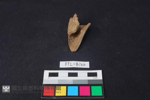 獸骨藏品圖，第1張