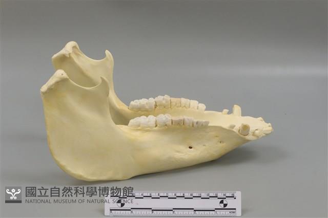 豬骨藏品圖，第1張
