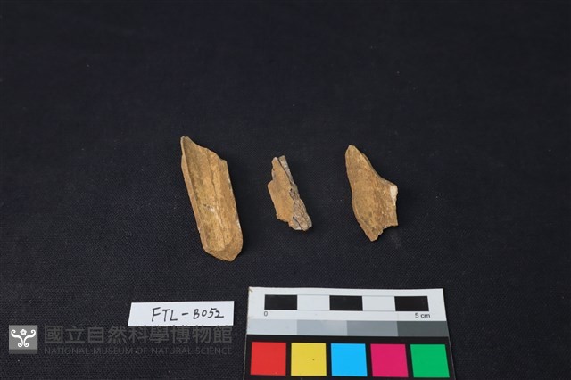 獸骨藏品圖，第1張