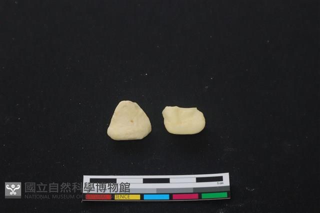 豬骨藏品圖，第1張