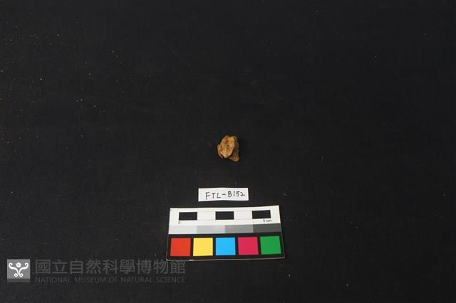 獸骨藏品圖，第1張