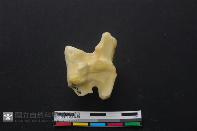 豬骨藏品圖，第1張