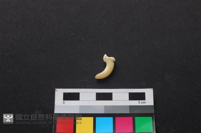 狗骨藏品圖，第1張