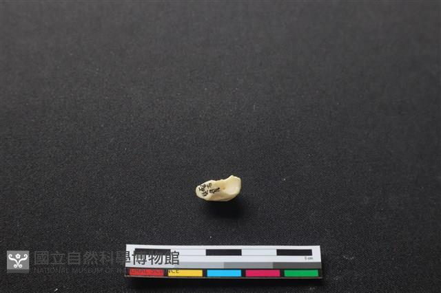 豬骨藏品圖，第1張