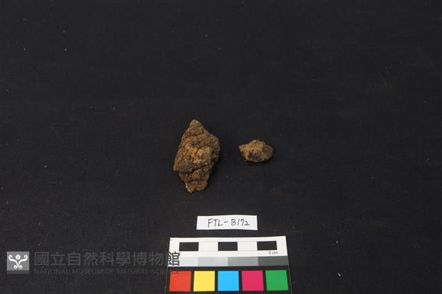 獸骨藏品圖，第1張