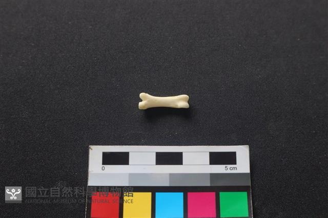 狗骨藏品圖，第1張