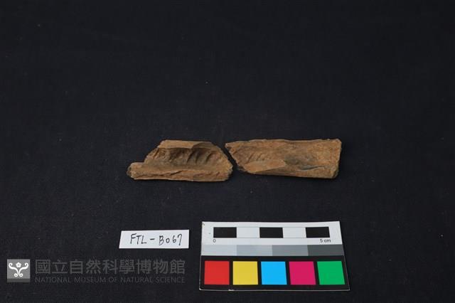 獸骨藏品圖，第1張