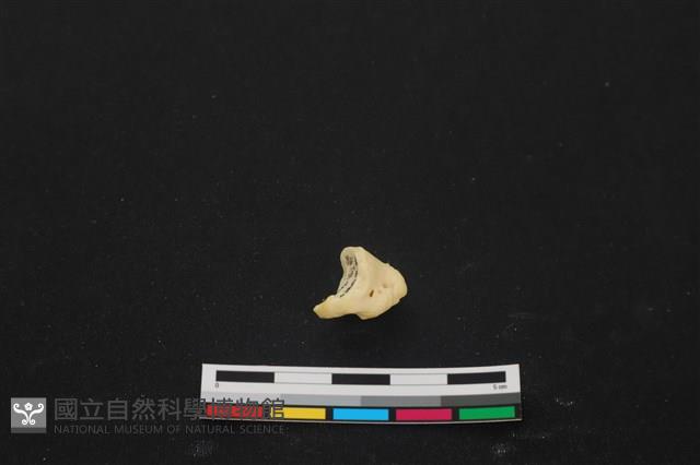 豬骨藏品圖，第1張