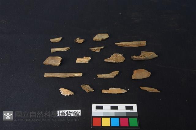 獸骨藏品圖，第1張