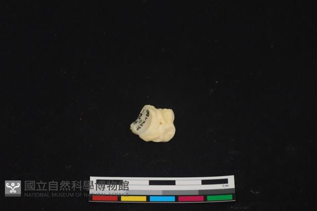 豬骨藏品圖，第1張