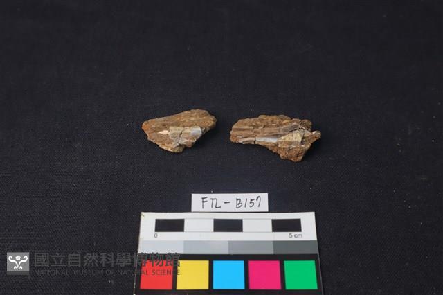 獸骨藏品圖，第1張