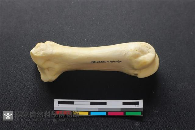 豬骨藏品圖，第1張