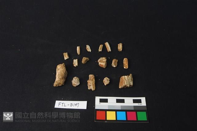 獸骨藏品圖，第1張