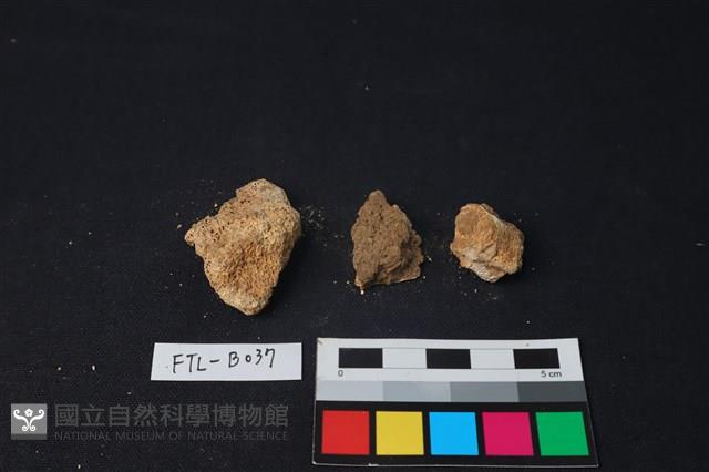 獸骨藏品圖，第1張