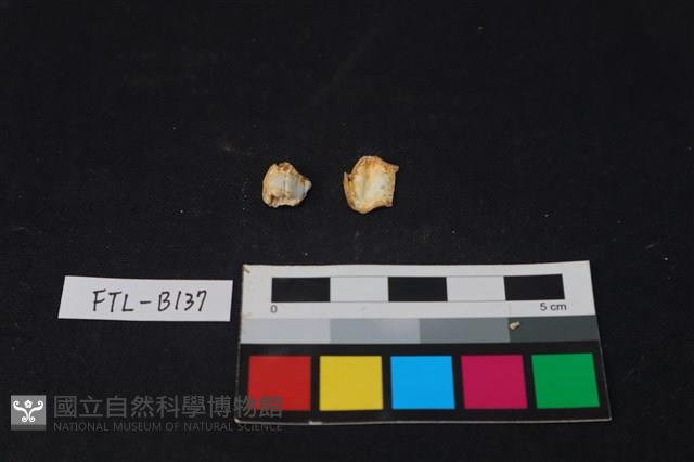 獸骨藏品圖，第1張