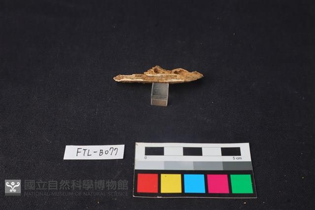 獸骨藏品圖，第1張