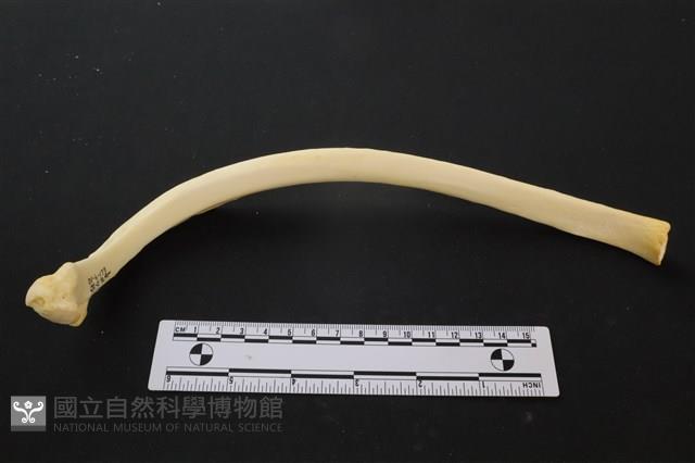 豬骨藏品圖，第1張
