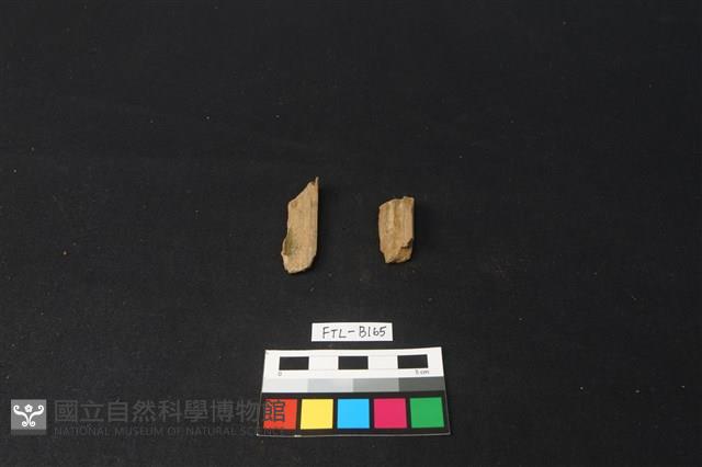 獸骨藏品圖，第1張