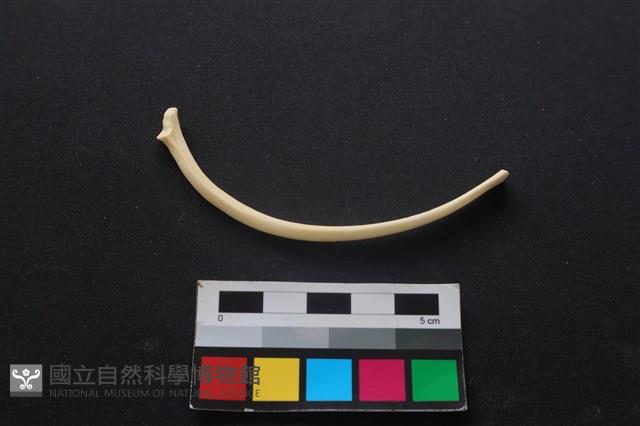 狗骨藏品圖，第1張
