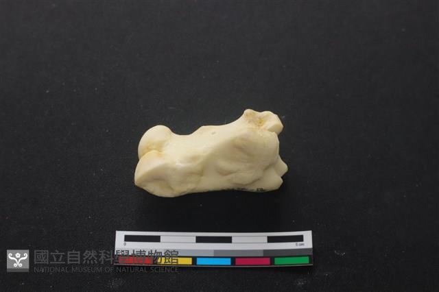 豬骨藏品圖，第1張