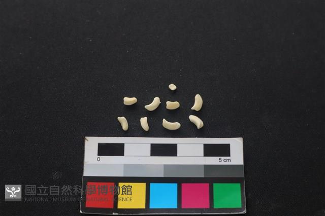 狗骨藏品圖，第1張