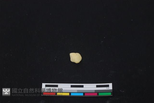 豬骨藏品圖，第1張