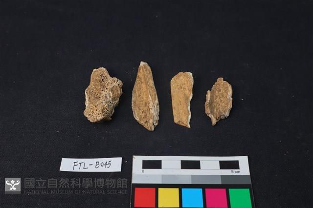 獸骨藏品圖，第1張