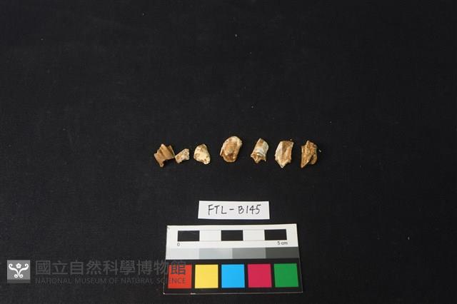 鹿骨藏品圖，第1張