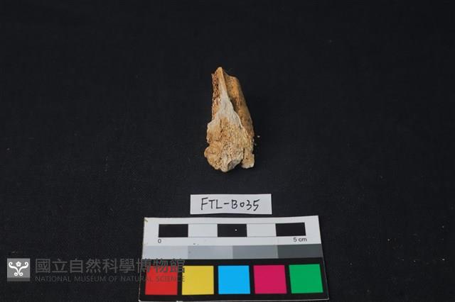 獸骨藏品圖，第1張