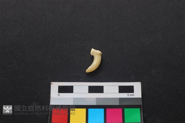 狗骨藏品圖，第1張