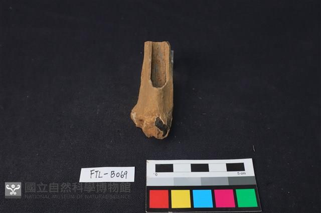 獸骨藏品圖，第1張