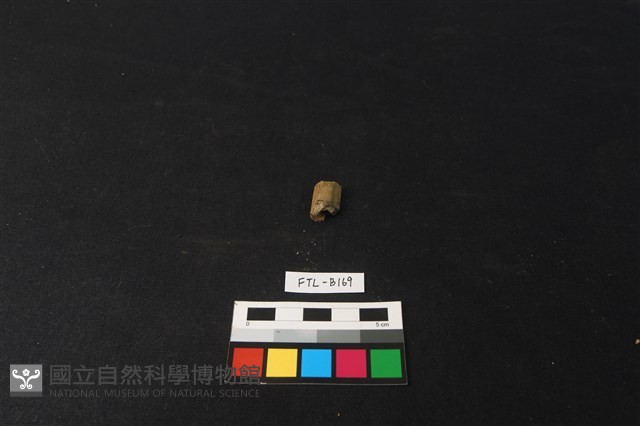 獸骨藏品圖，第1張