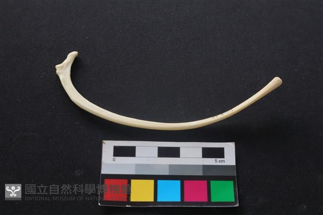 狗骨藏品圖，第1張