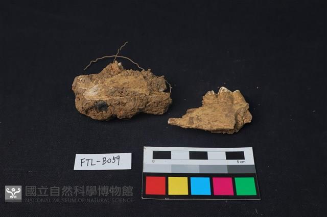 獸骨藏品圖，第1張