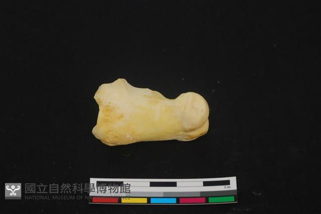 豬骨藏品圖，第1張