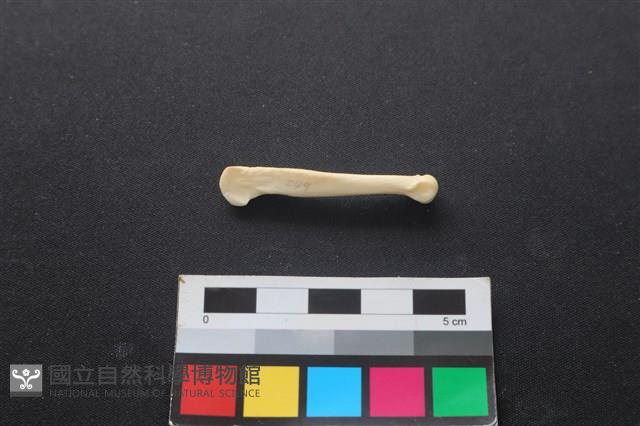 狗骨藏品圖，第1張