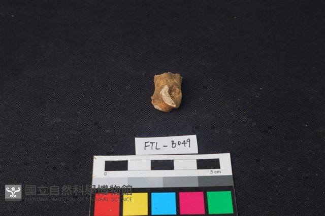 獸骨藏品圖，第1張