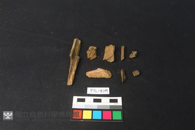 獸骨藏品圖，第1張