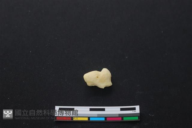 豬骨藏品圖，第1張