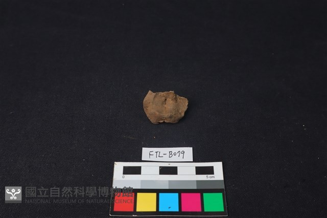 獸骨藏品圖，第1張